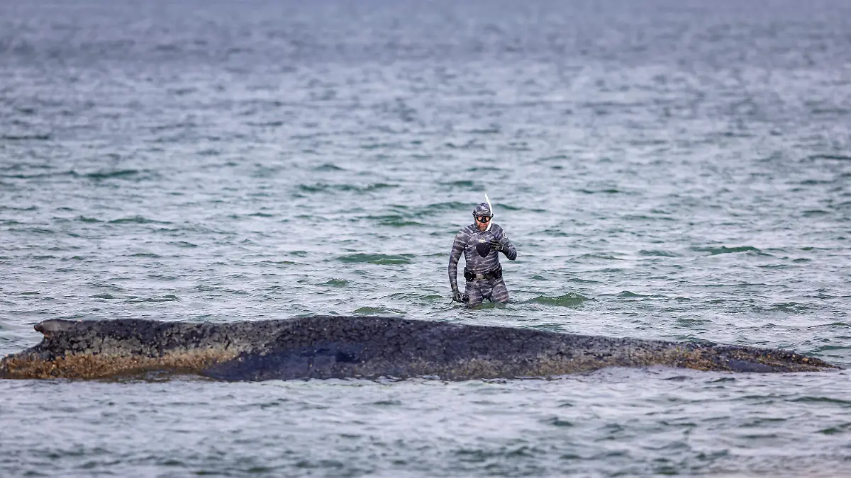 Ballena jorobada varada frente a la entrada del puerto de Niendorf (Timmendorfer Strand), 26 de marzo de 2026