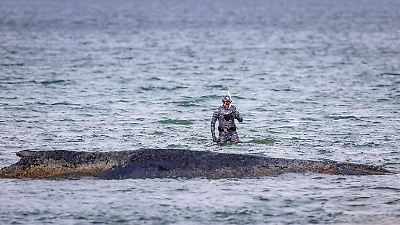 Timmendorfer Strand: Wal nicht mehr zu sehen! Hat sich das Tier befreit?