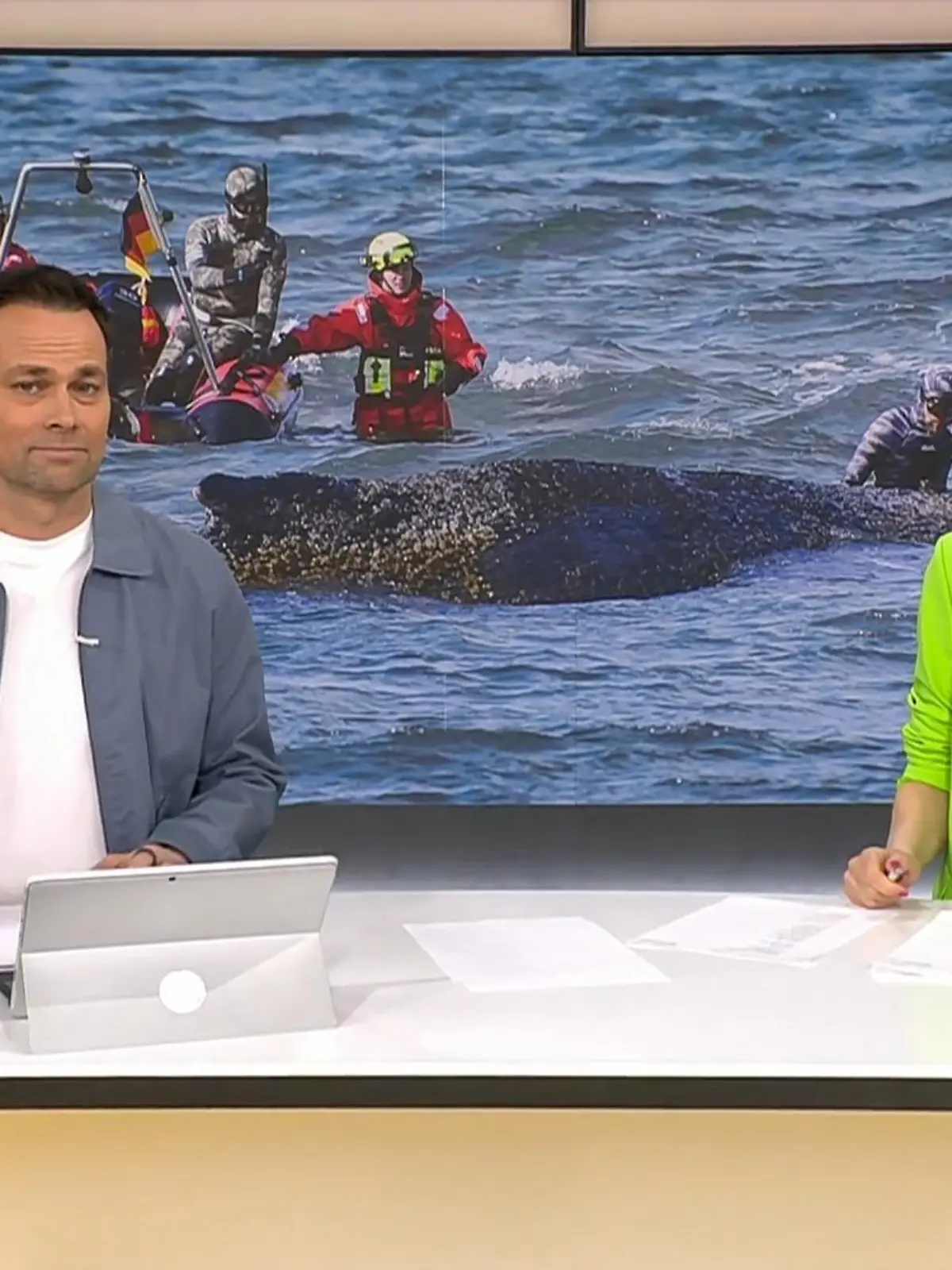 Bild zu: "Buckelwal hat sich von Sandbank befreit!"