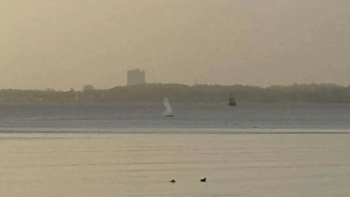 Lübecker Bucht, ein Wal schwimmt in der Ferne.