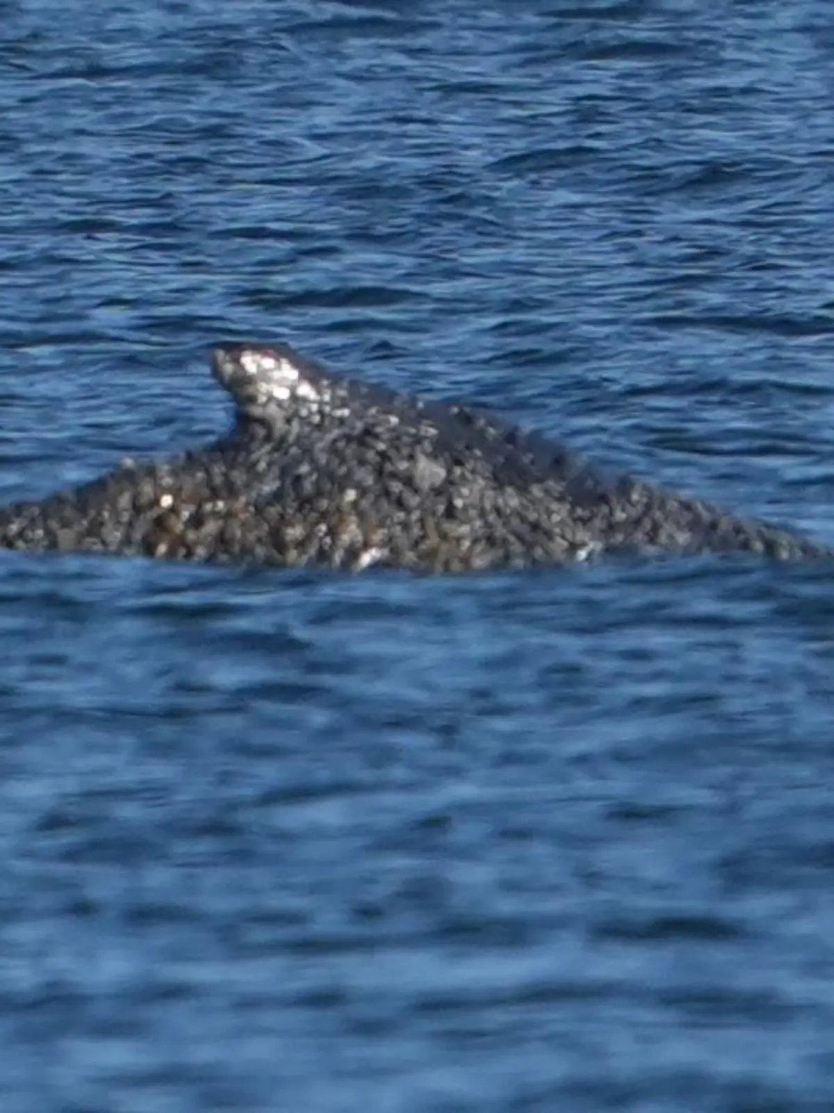 Bild zu: "Wal-Krimi in der Ostsee! Schwimmt der befreite Riese einfach zurück?"