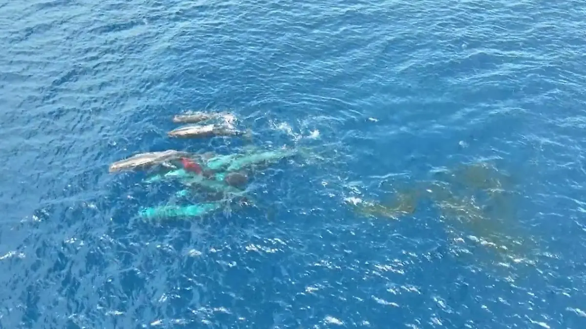 Seltene Pottwal-Geburt erstmals auf Video – dieses süße Verhalten überrascht Forscher! Vor der Küste von Dominica