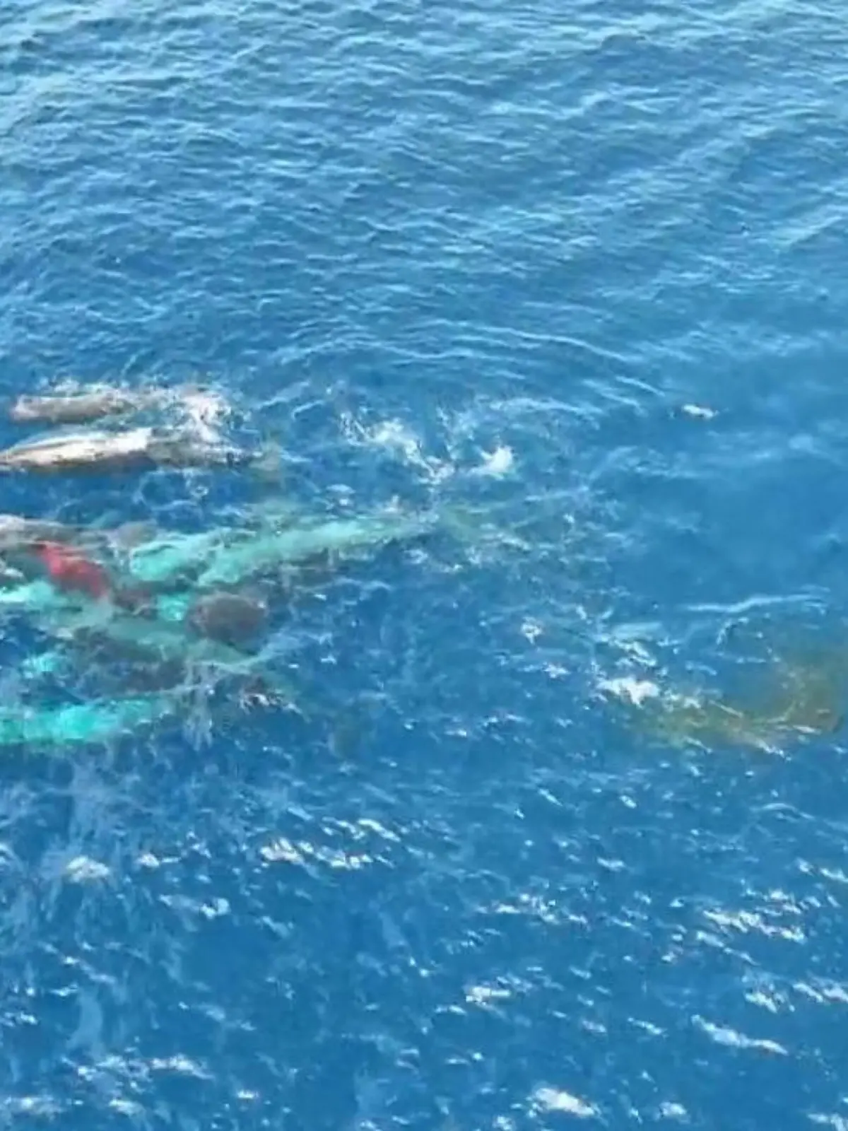 Bild zu: "Seltene Pottwal-Geburt erstmals auf Video – dieses süße Verhalten überrascht Forscher!"