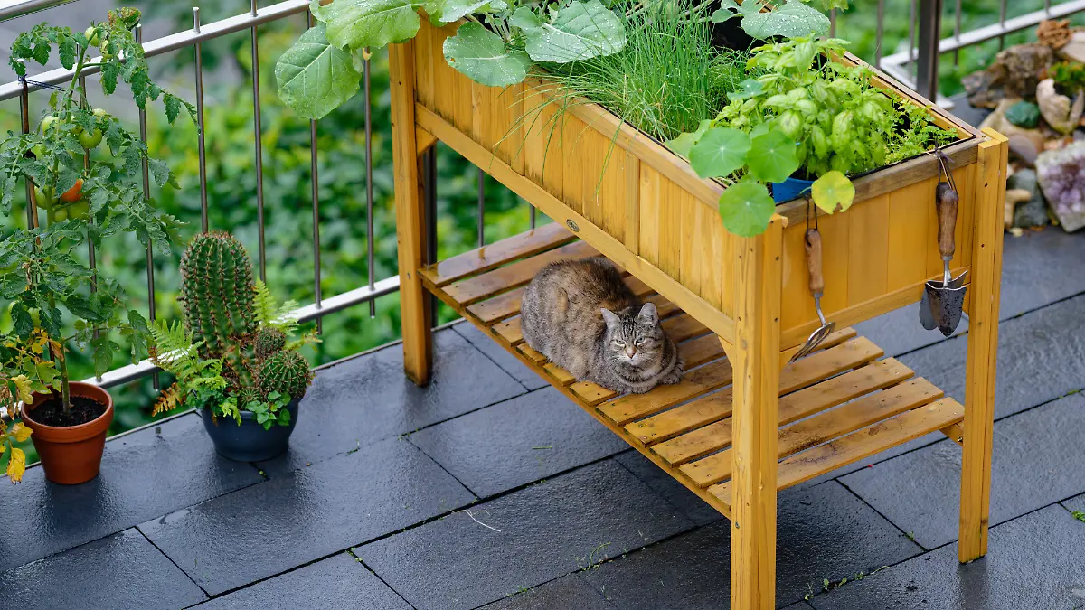 Eine Katze sucht unter einem Hochbeet Schutz vor dem Regen.