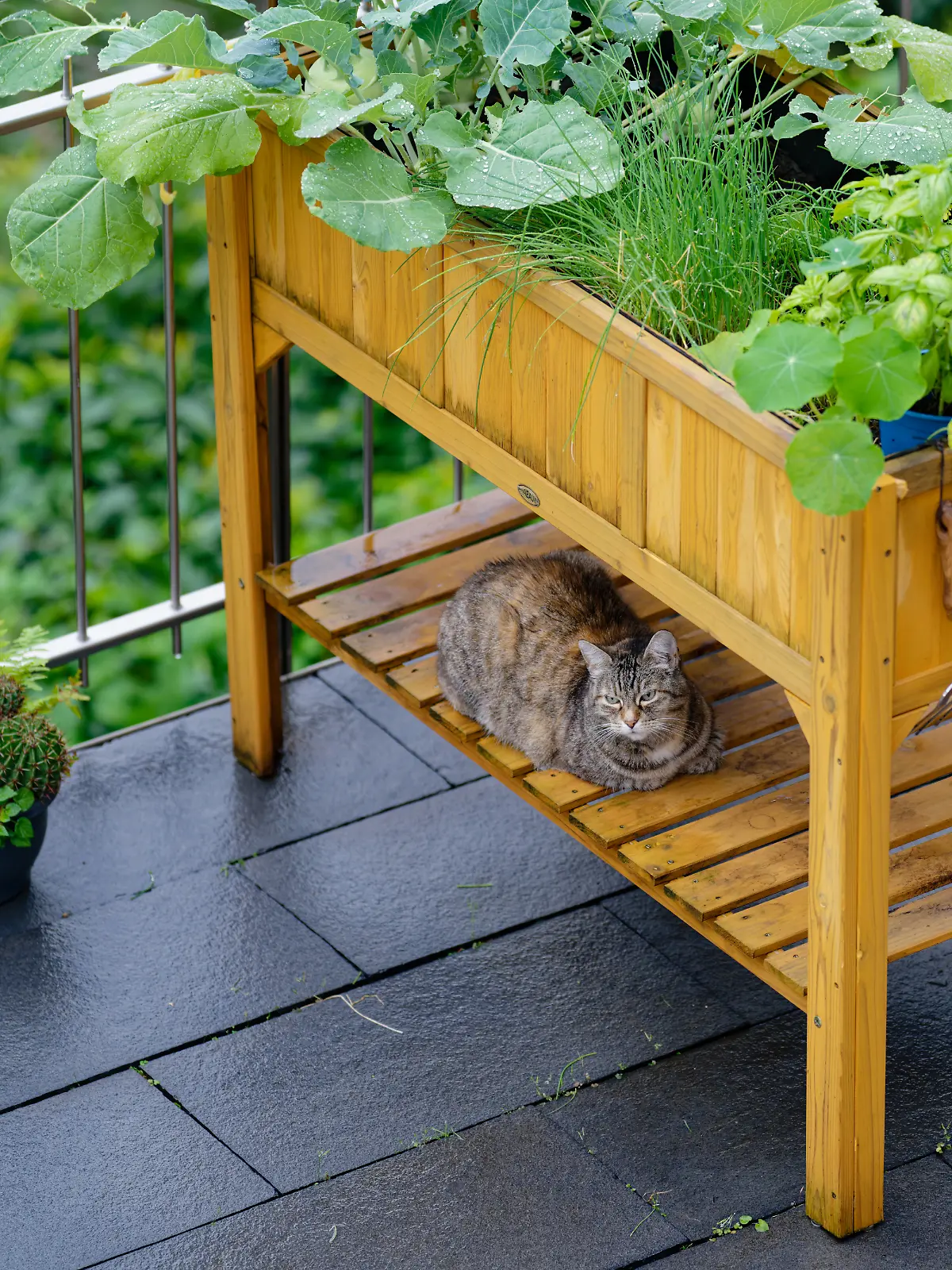 Bild zu: "Tipps für das perfekte Gemüsebeet"