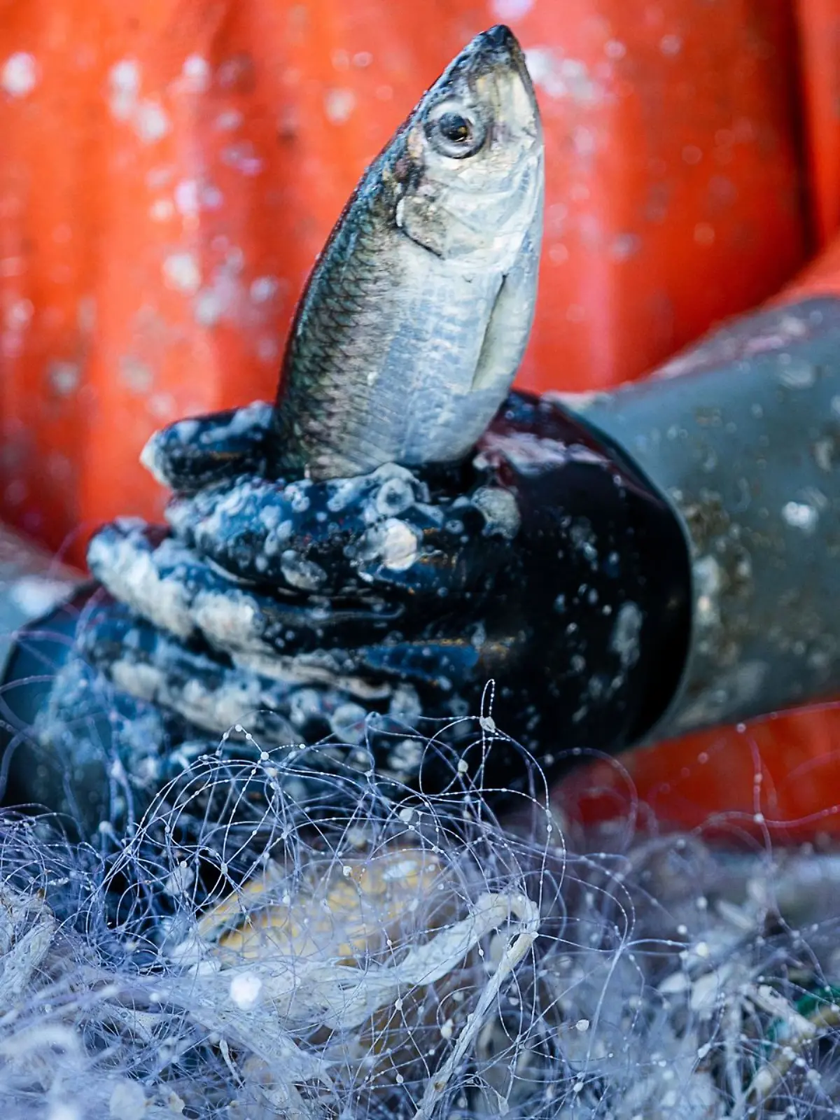 Bild zu: "Ostseefischer in der Krise! Jetzt gibt’s Geld vom Land"