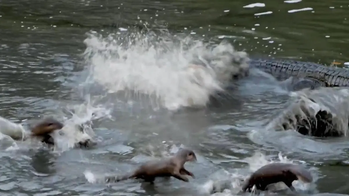 Hungriges Krokodil greift Otter an – Familie muss zusammenhalten! Ungleicher Kampf in Singapur