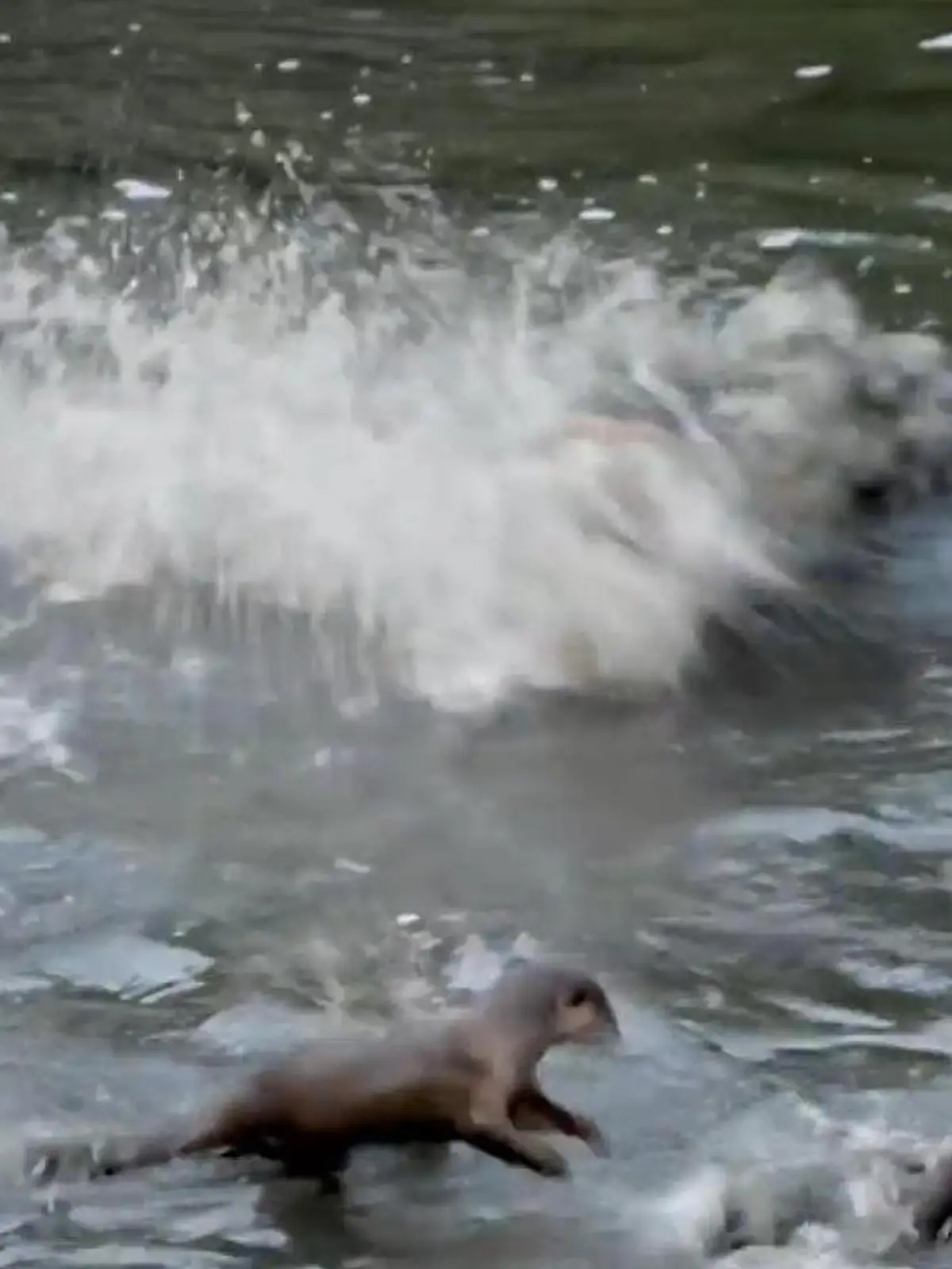 Bild zu: "Hungriges Krokodil greift Otter an – Familie muss zusammenhalten!"