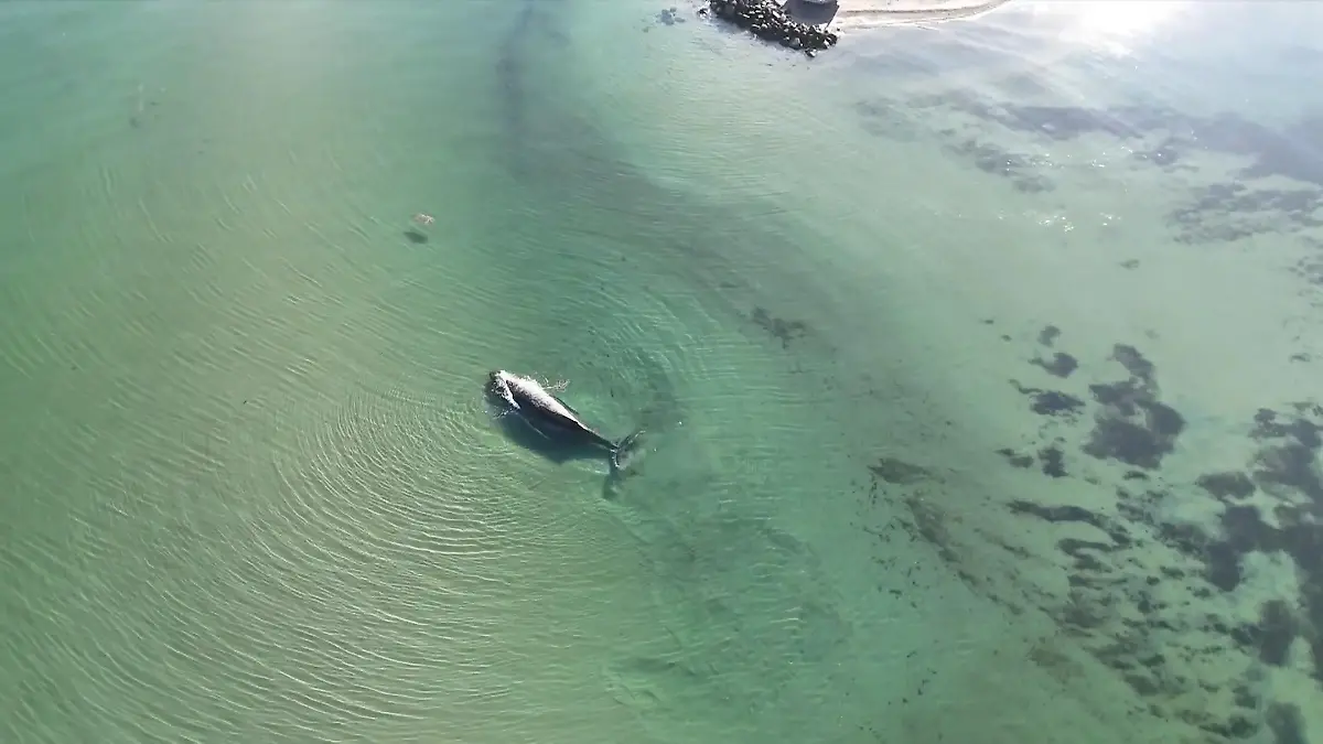 Der Wal ist frei Hoffnung mit jedem Klopfen