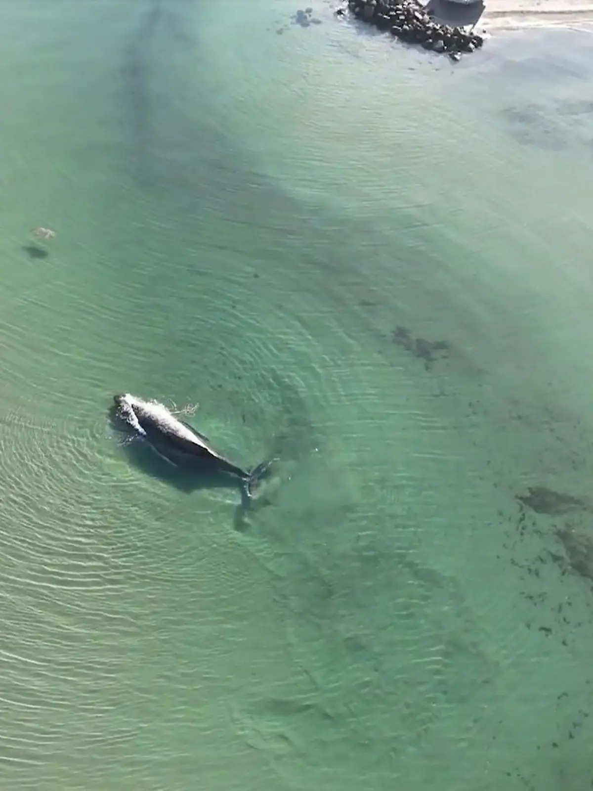 Bild zu: "Der Wal ist frei"