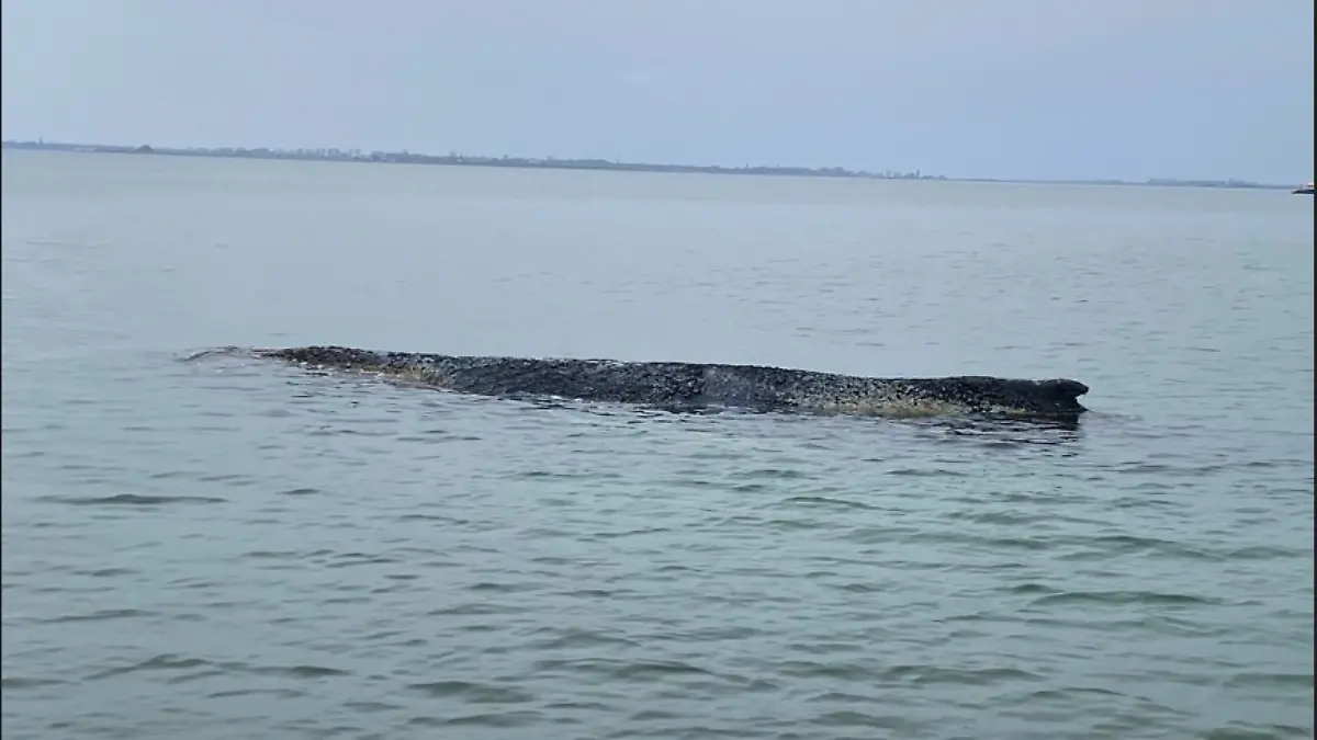 epi_1012162371_PRIVAT__Buckelwal Strandung .jpg