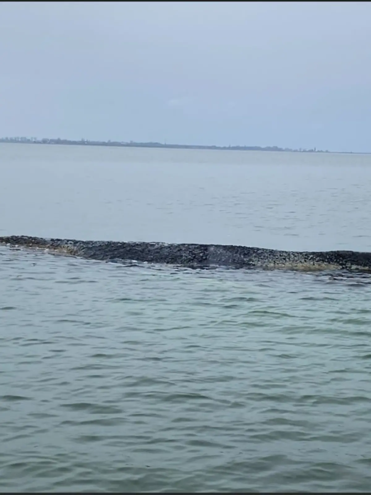 Bild zu: "Ostsee-Wal hängt schon wieder fest – so wollen die Retter jetzt vorgehen"