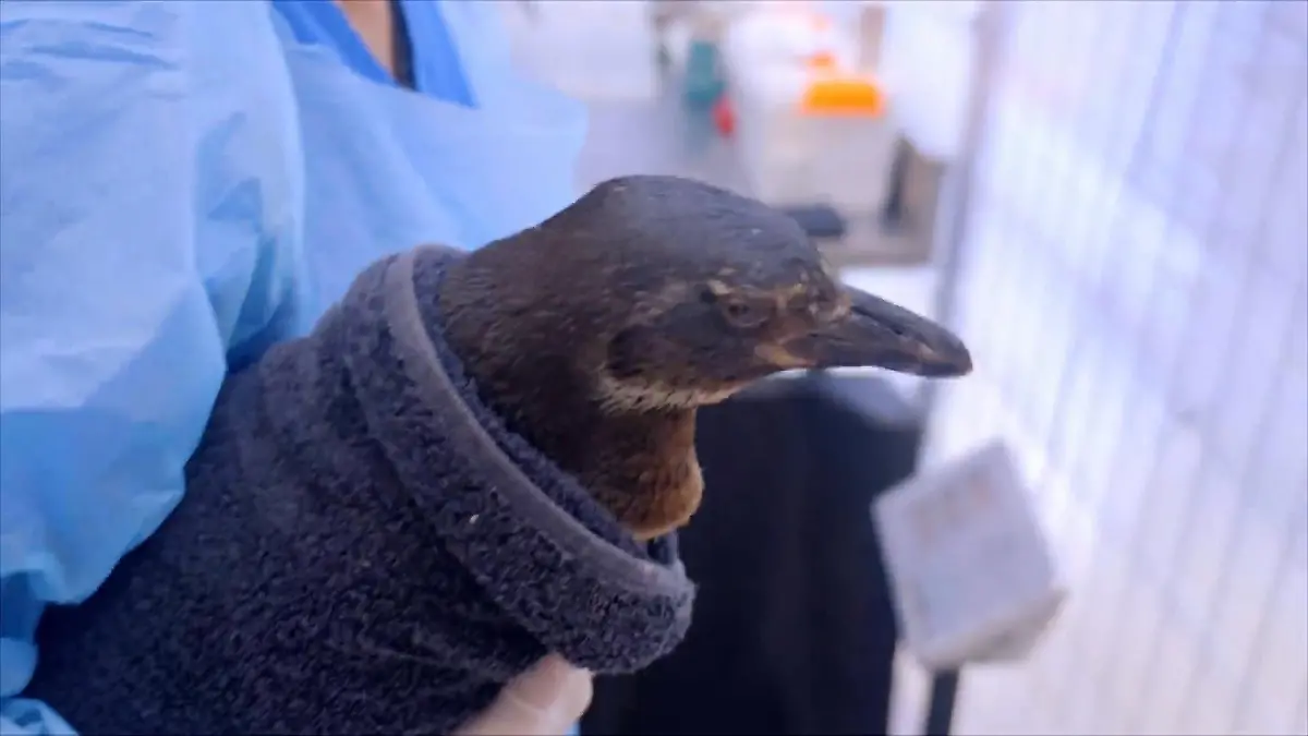 Medizin, Forschung und Schutz für Magellan- und Humboldt-Pinguine Pinguinrettung in Chile