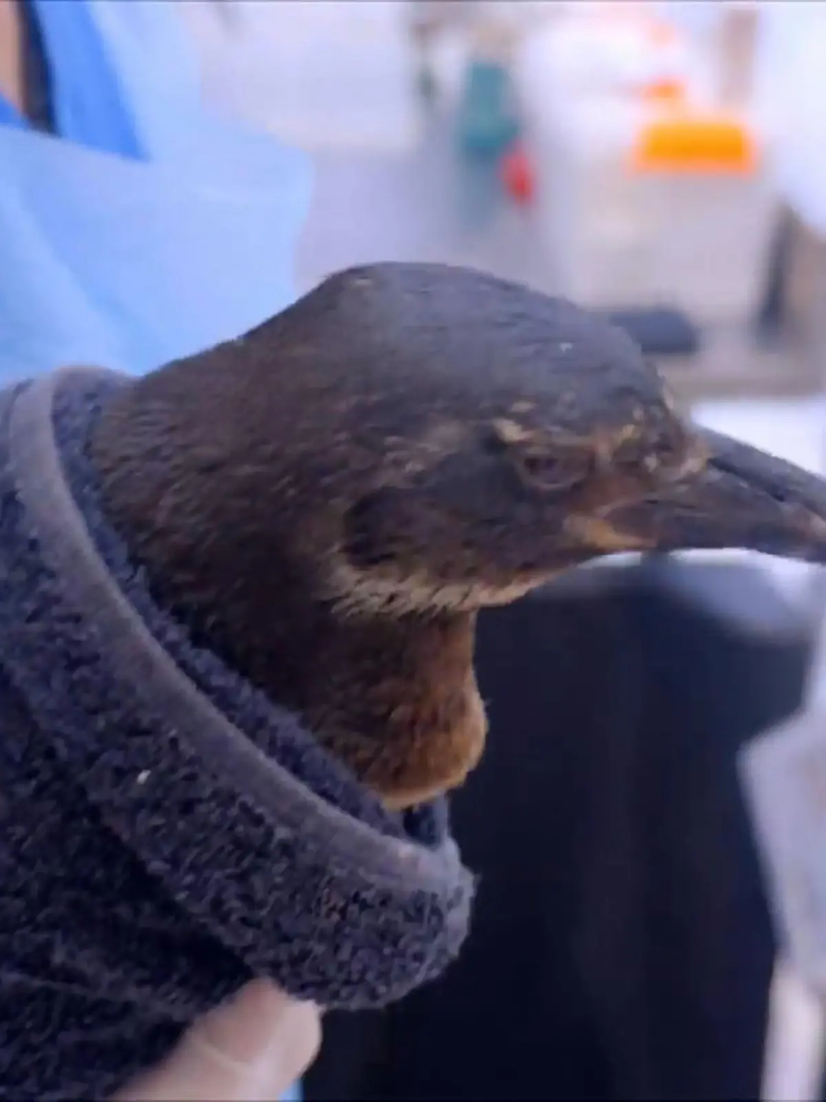 Bild zu: "Medizin, Forschung und Schutz für Magellan- und Humboldt-Pinguine"