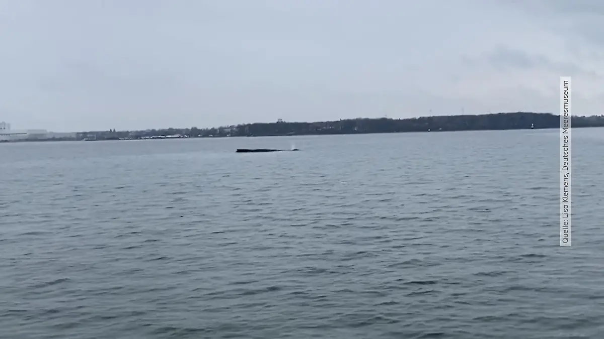 Buckelwal hängt schon wieder fest Drama in der Ostsee