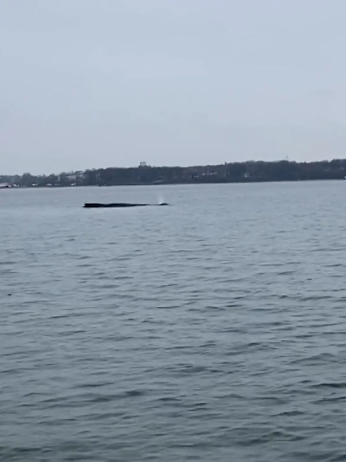 Bild zu: "Buckelwal hängt schon wieder fest"