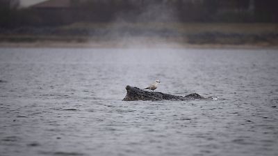 Mecklenburg-Vorpommern: Wal erneut in Wismarbucht gestrandet – Experten bereiten Rettungsaktion vor