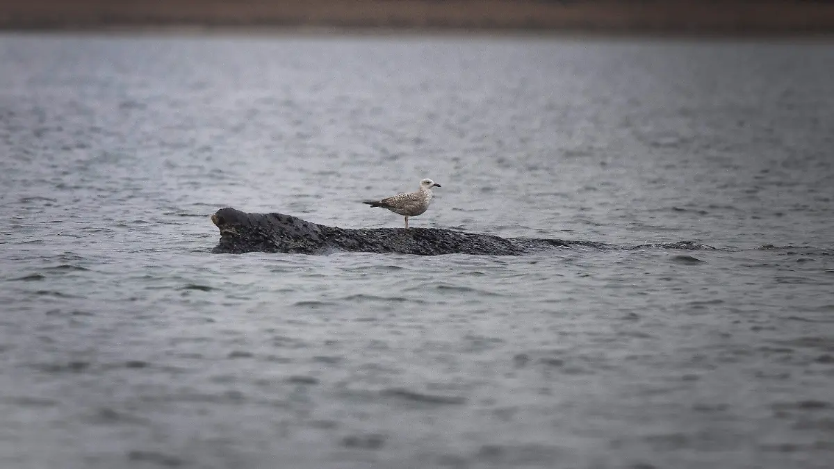 Eine Möwe sitzt auf dem vor Wismar gestrandeten Wal
