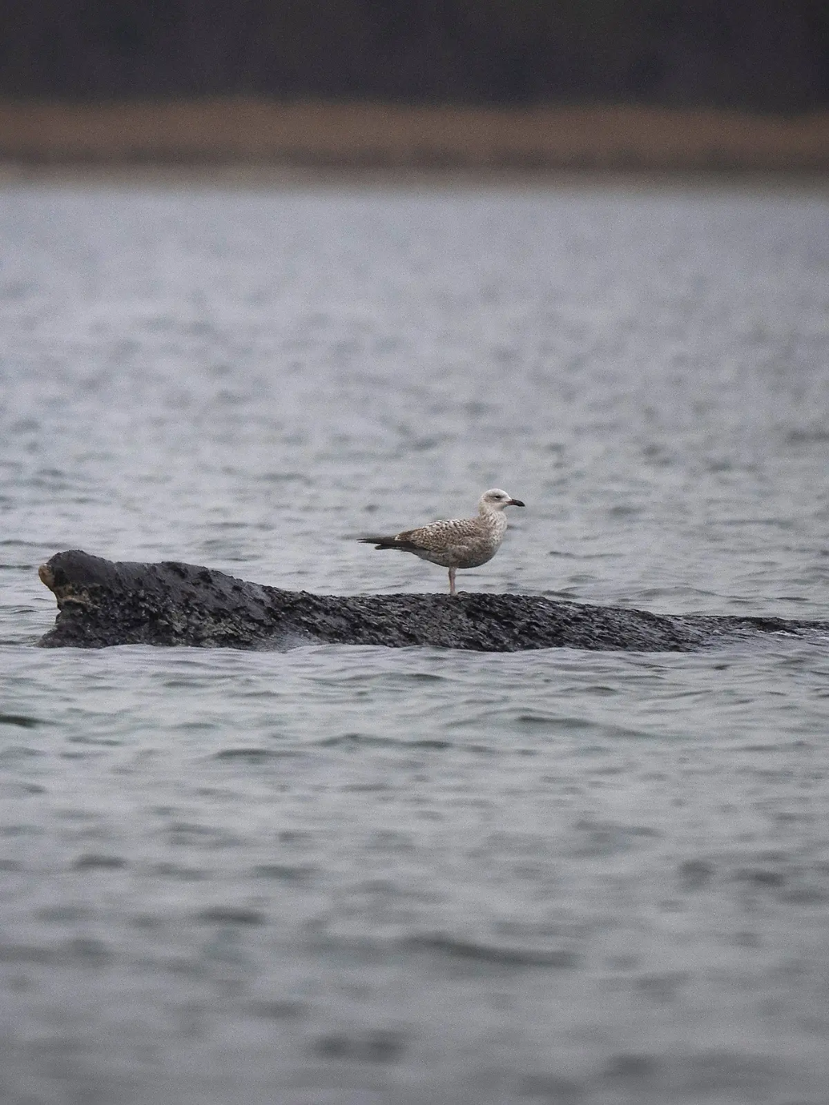 Eine Möwe sitzt auf dem vor Wismar gestrandeten Wal