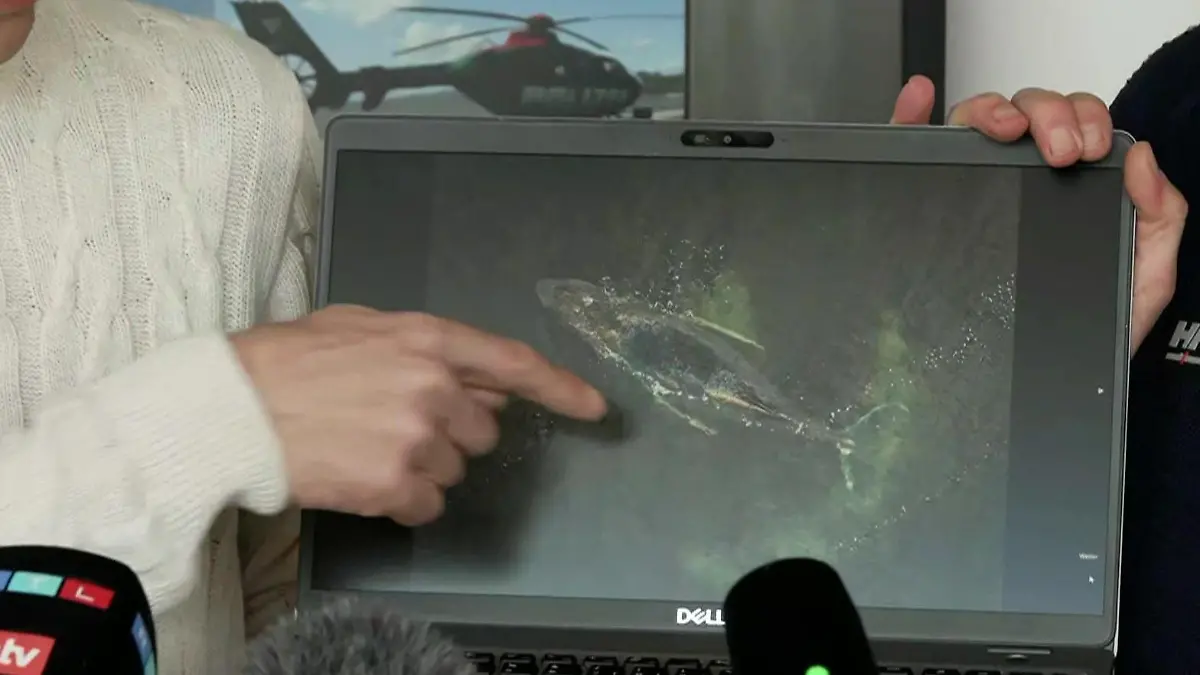 Experten schlagen Alarm! Wal geschwächt und krank Dramatische Prognose in Wismar