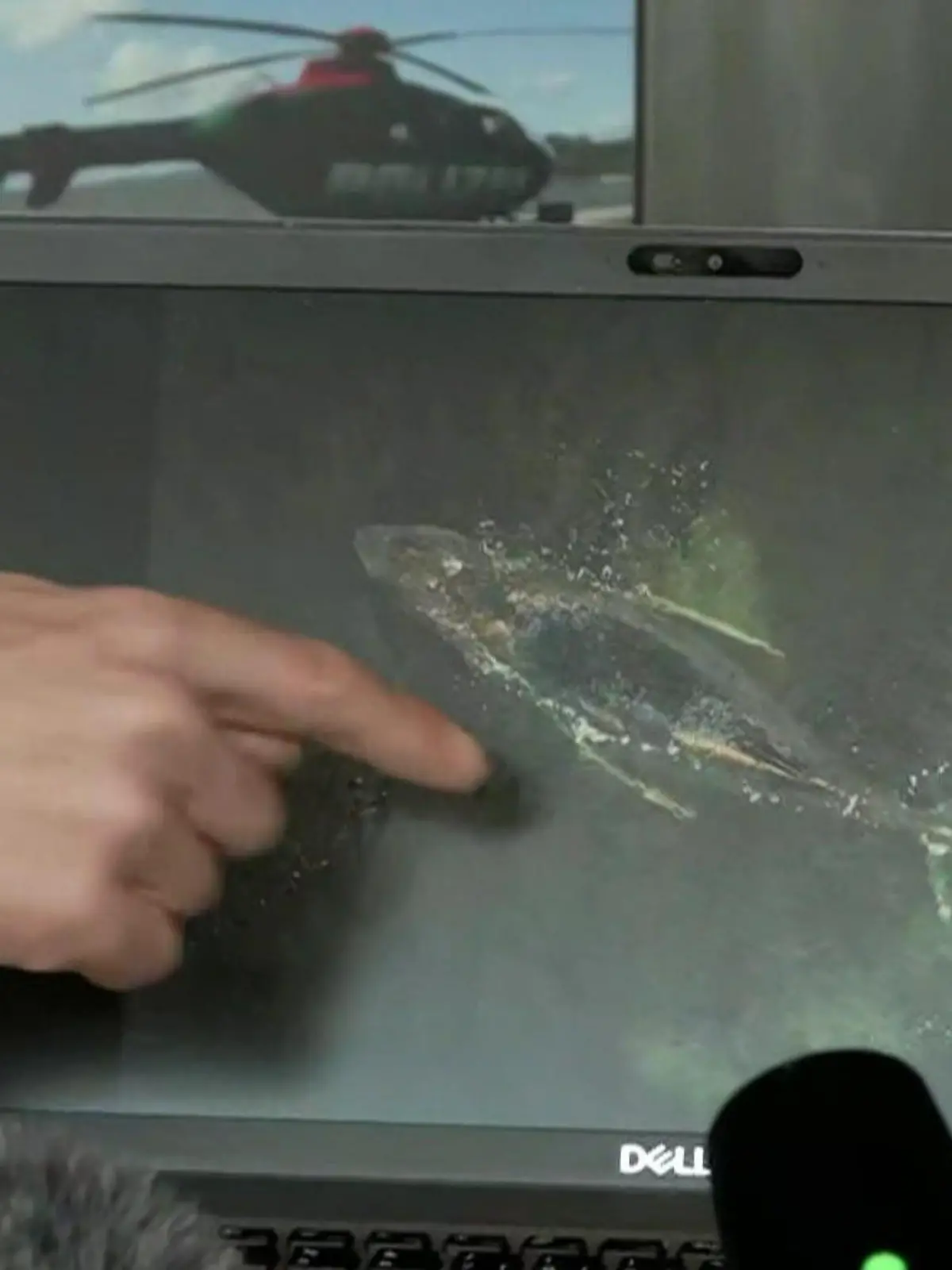 Bild zu: "Experten schlagen Alarm! Wal geschwächt und krank"