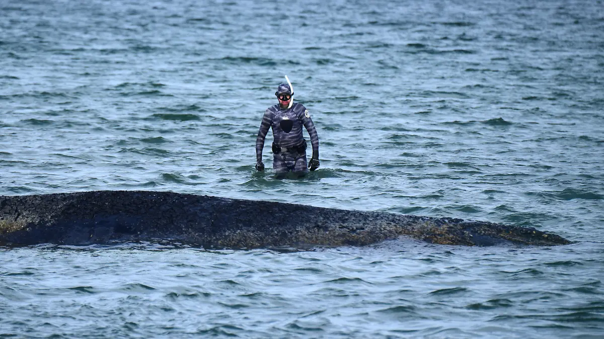 dpatopbilder - 26.03.2026, Schleswig-Holstein, Timmendorfer Strand: Robert Marc Lehmann, Biologe, untersucht einen gestrandeten Wal in der Ostsee. Heute soll ein neuer Rettungsversuch für das Tier unternommen werden. Foto: Daniel Bockwoldt/dpa +++ dpa-Bildfunk +++