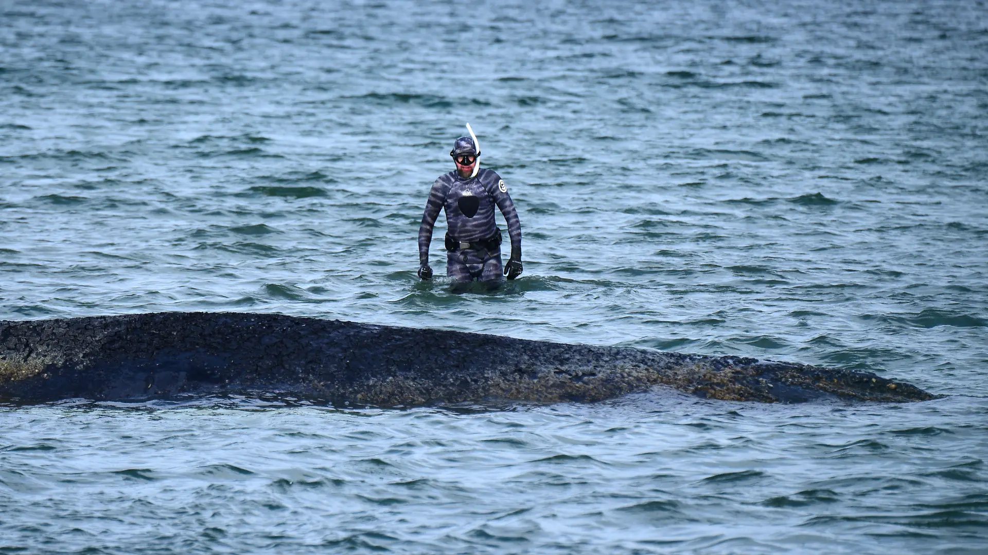 dpatopbilder - 26.03.2026, Schleswig-Holstein, Timmendorfer Strand: Robert Marc Lehmann, Biologe, untersucht einen gestrandeten Wal in der Ostsee. Heute soll ein neuer Rettungsversuch für das Tier unternommen werden. Foto: Daniel Bockwoldt/dpa +++ dpa-Bildfunk +++