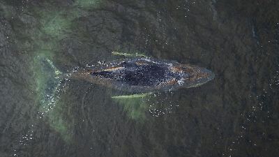 Ostsee: Seine Atemfrequenz ist reduziert – Drama um Buckelwal geht weiter