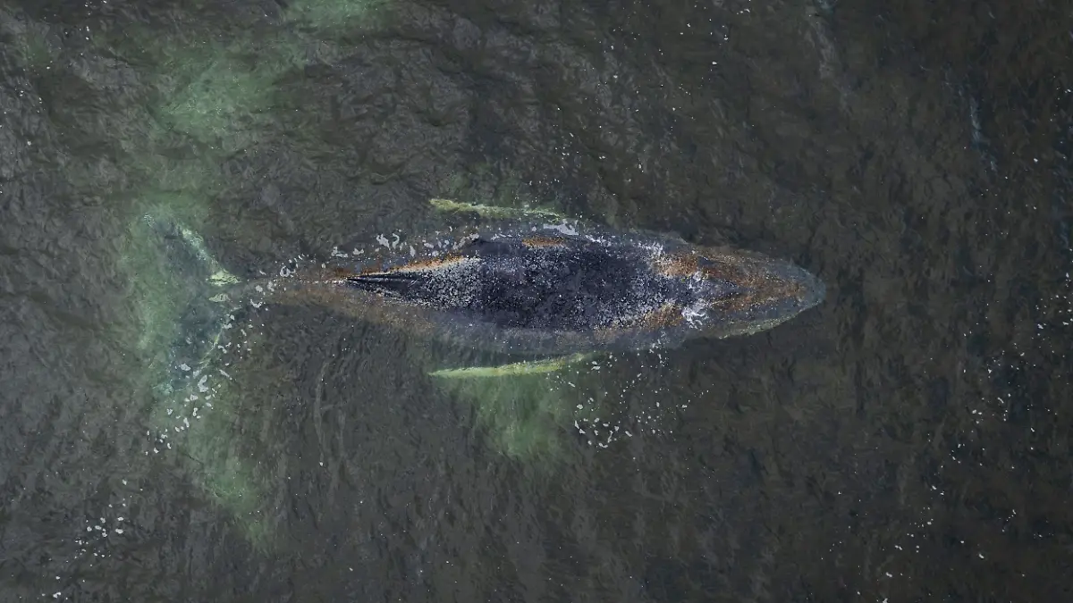 Buckelwal liegt weiter in Wismarbucht