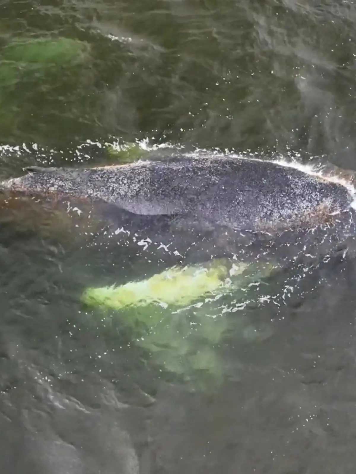 Bild zu: "Wal in der Ostsee immer schwächer"