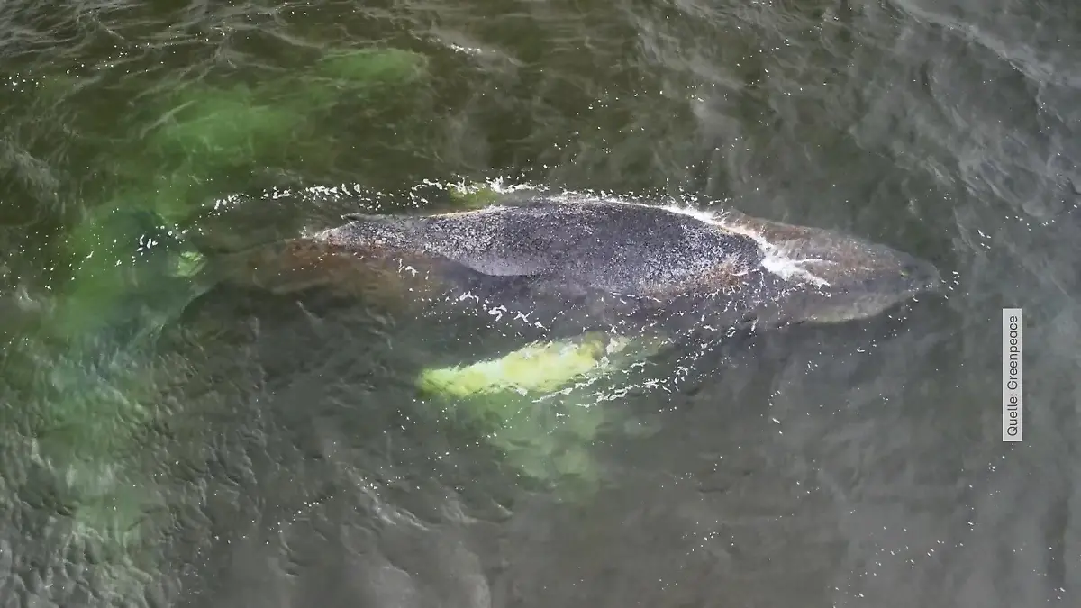 Wal in der Ostsee immer schwächer "Es geht ihm schlecht"