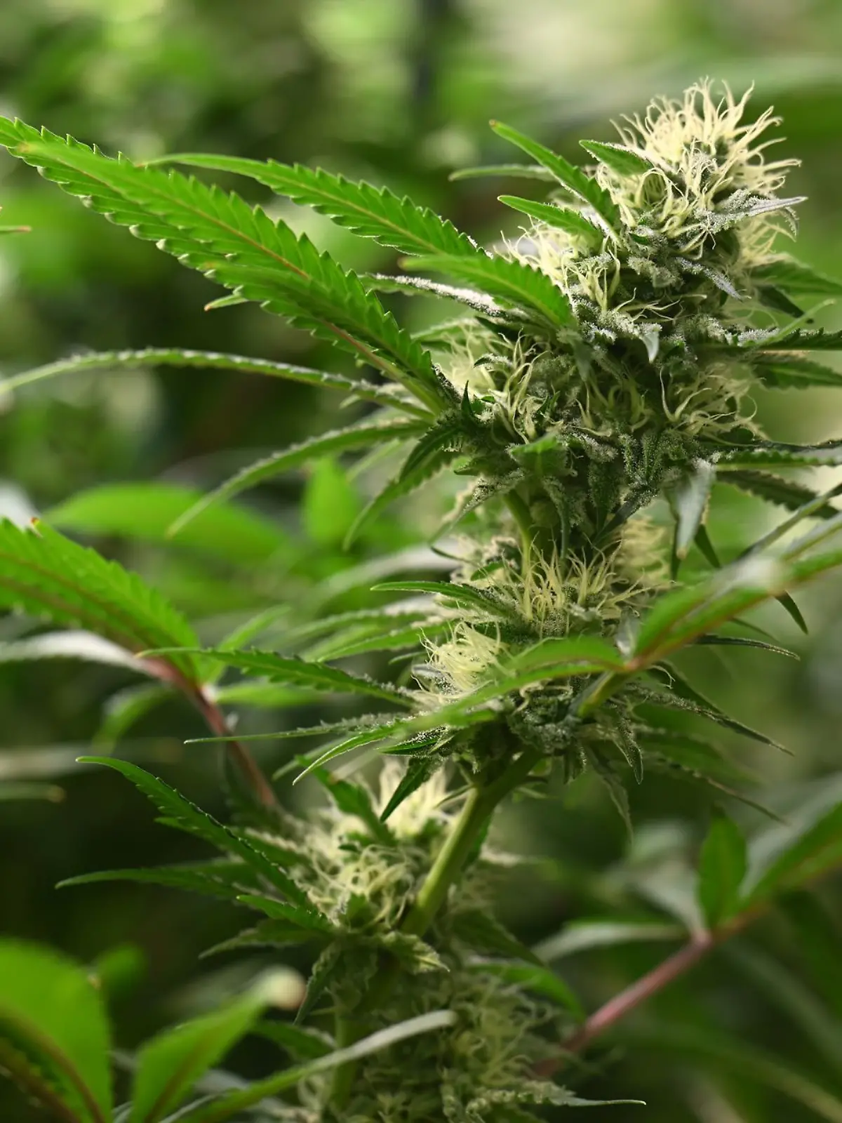 Bild zu: "Negative Bilanz zur Cannabis-Legalisierung"