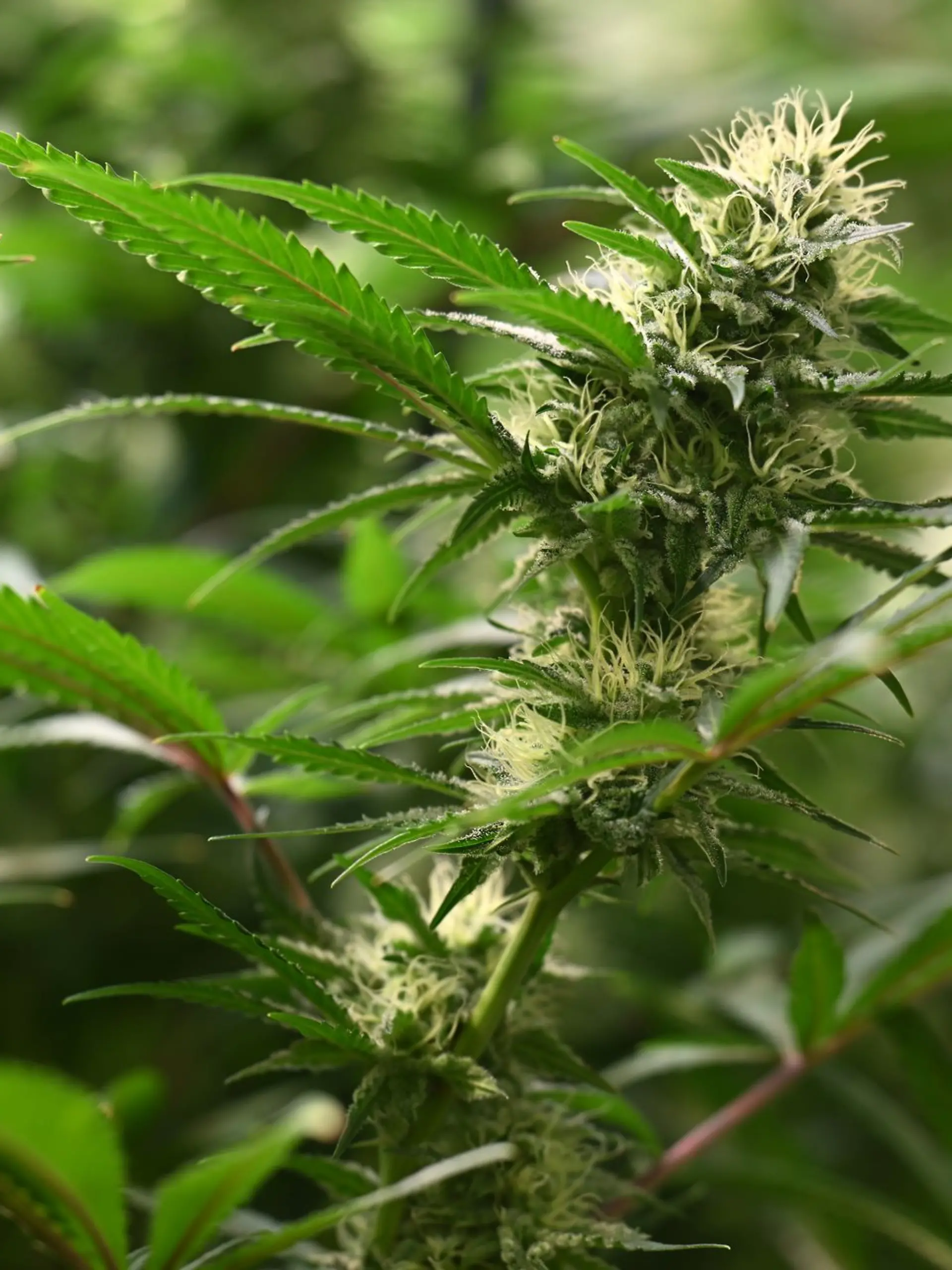 Bild zu: "Negative Bilanz zur Cannabis-Legalisierung"