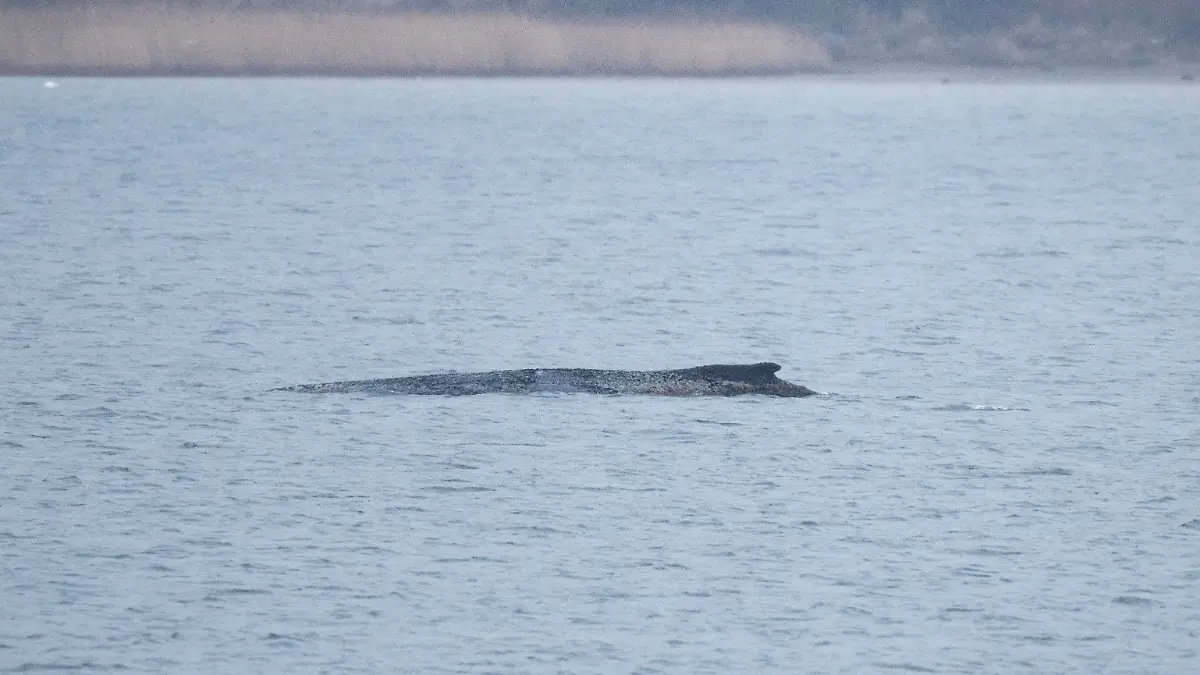 Der Buckelwal liegt am Morgen noch immer in der Wismarer Bucht.