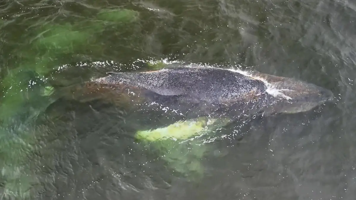Wal in der Ostsee immer schwächer „Es geht ihm schlecht"