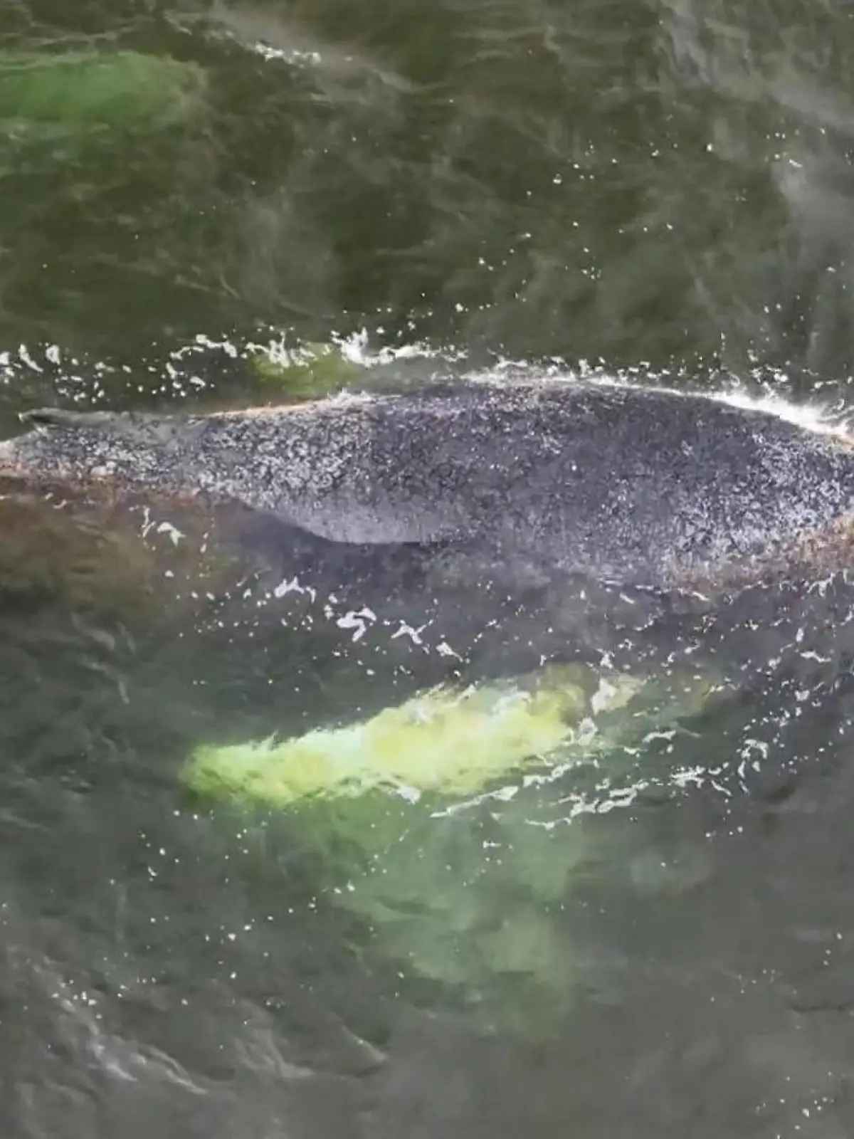 Bild zu: "Ostsee-Wal „Timmy" wird immer schwächer – Forscher in Sorge!"