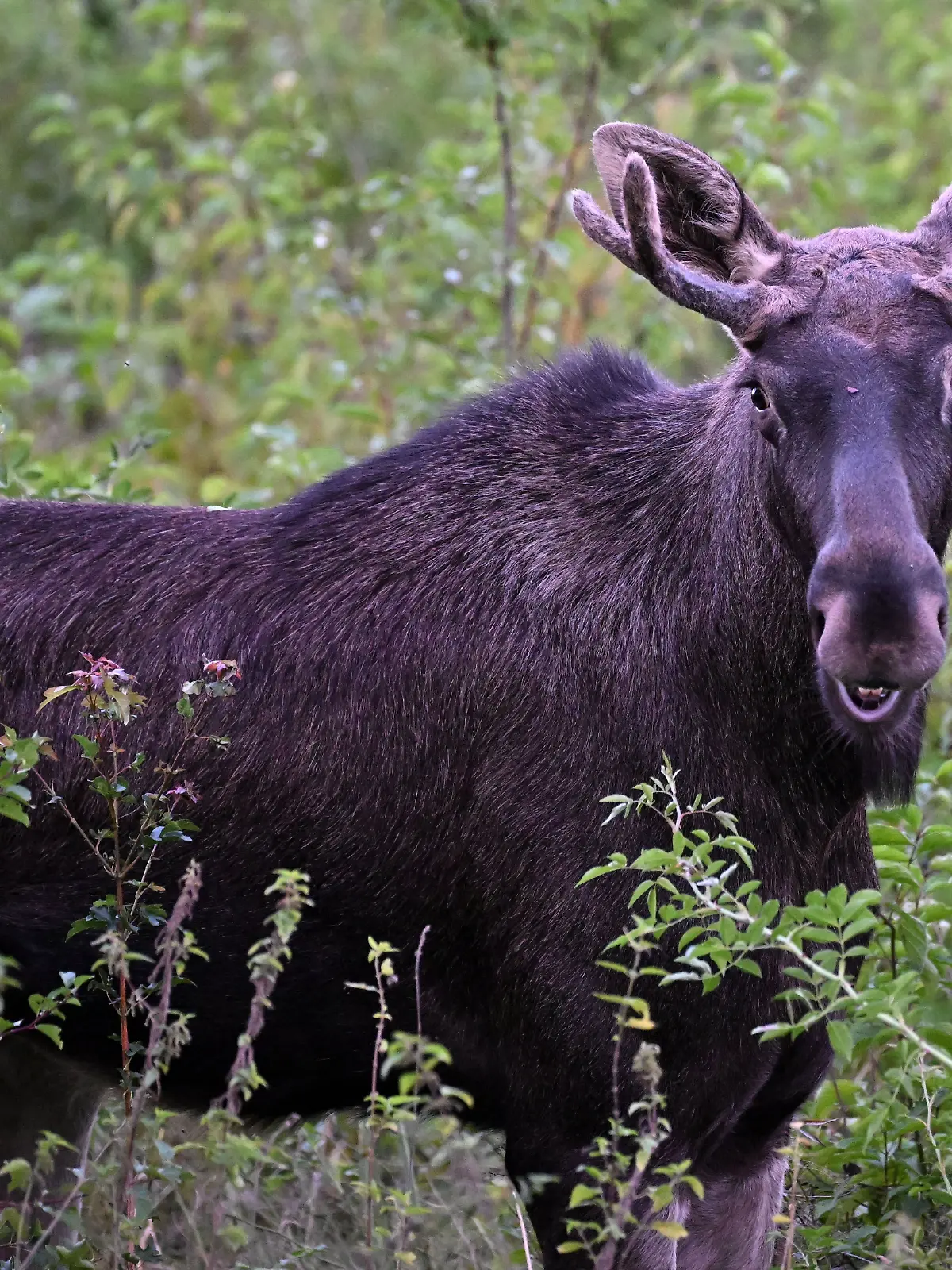 Schlendert Emil bald auch durch unsere Gärten?