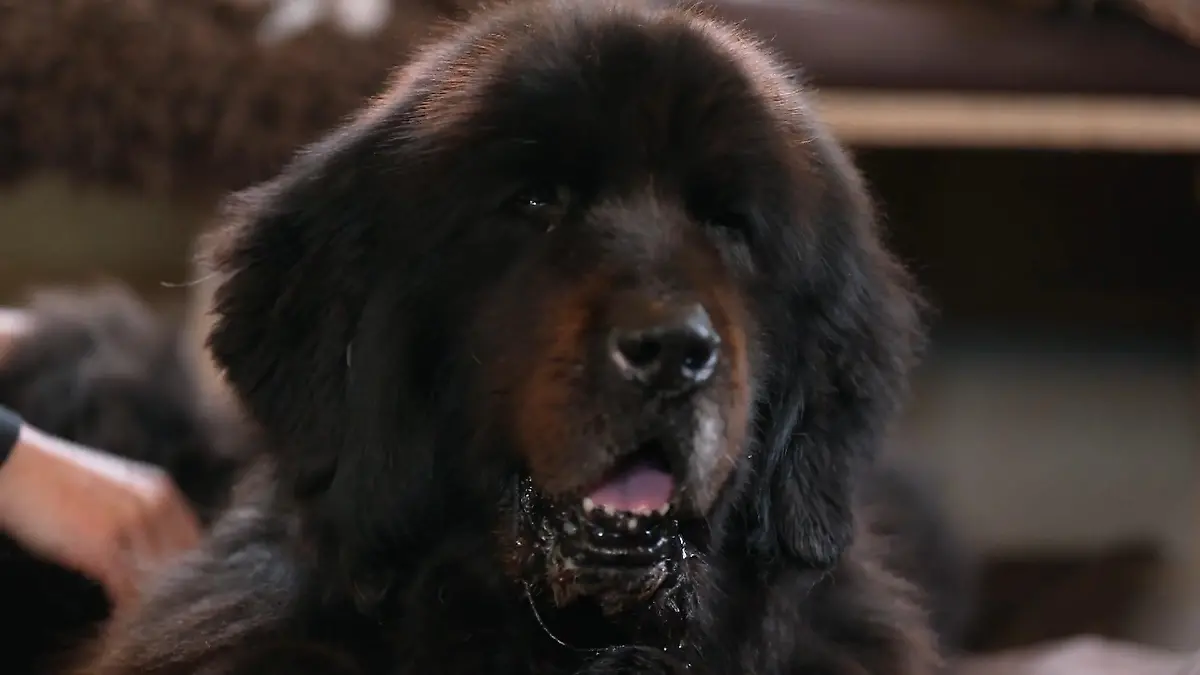 Martin Rütter trauert um Schützling Bruno Gerade erst hatte er sein Glück gefunden