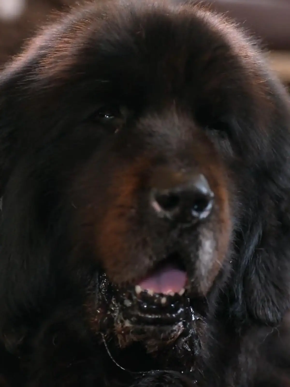 Bild zu: "Bei „Die Unvermittelbaren” – Martin Rütter trauert um Schützling Bruno "