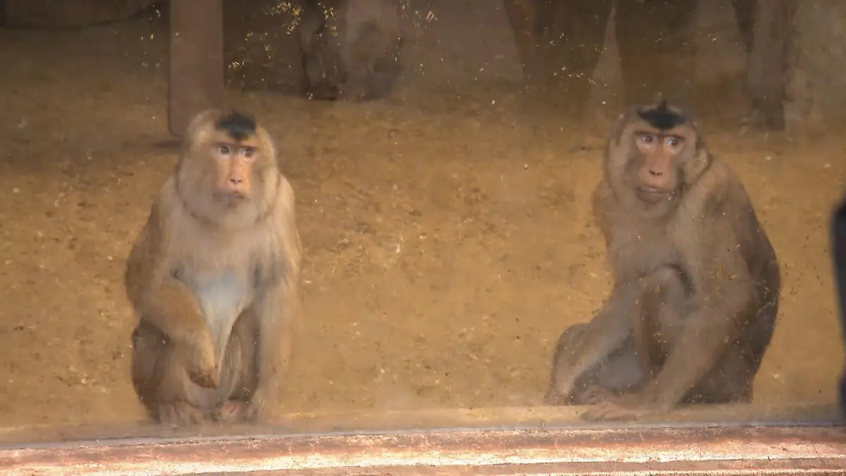 Ostereier im Tiergehege Affen, Löwen und Schildkröten suchen Ostereier