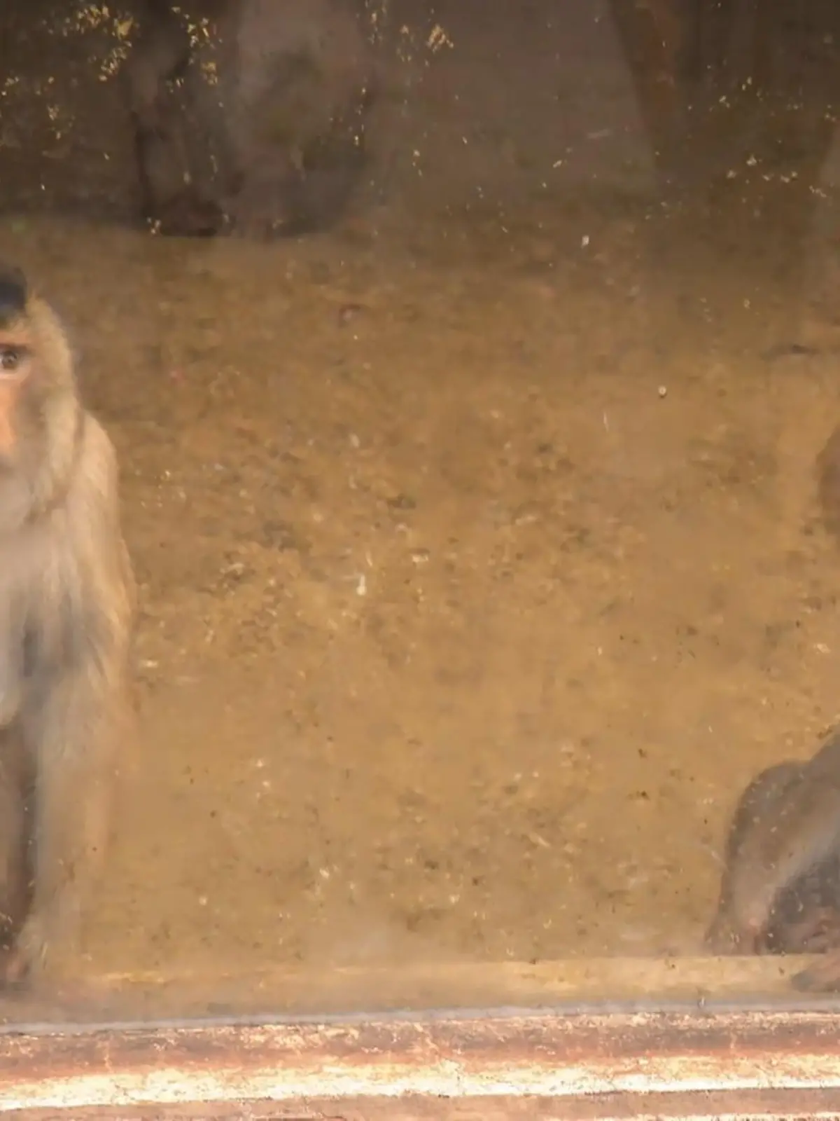 Bild zu: "Ostereier im Tiergehege"