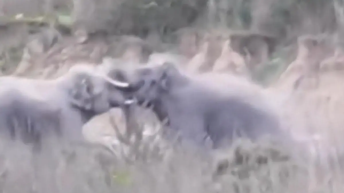 Kampf der Giganten! Elefant zertrümmert Stoßzahn seines Rivalen Eskalation in indischem Nationalpark