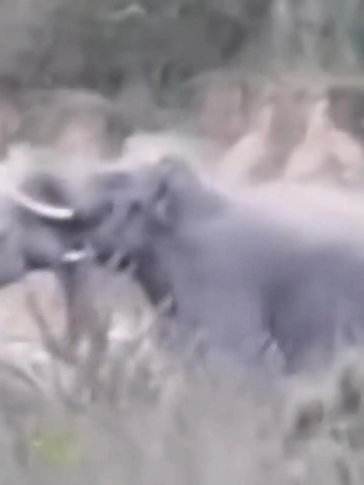 Bild zu: "Kampf der Giganten! Elefant zertrümmert Stoßzahn seines Rivalen"