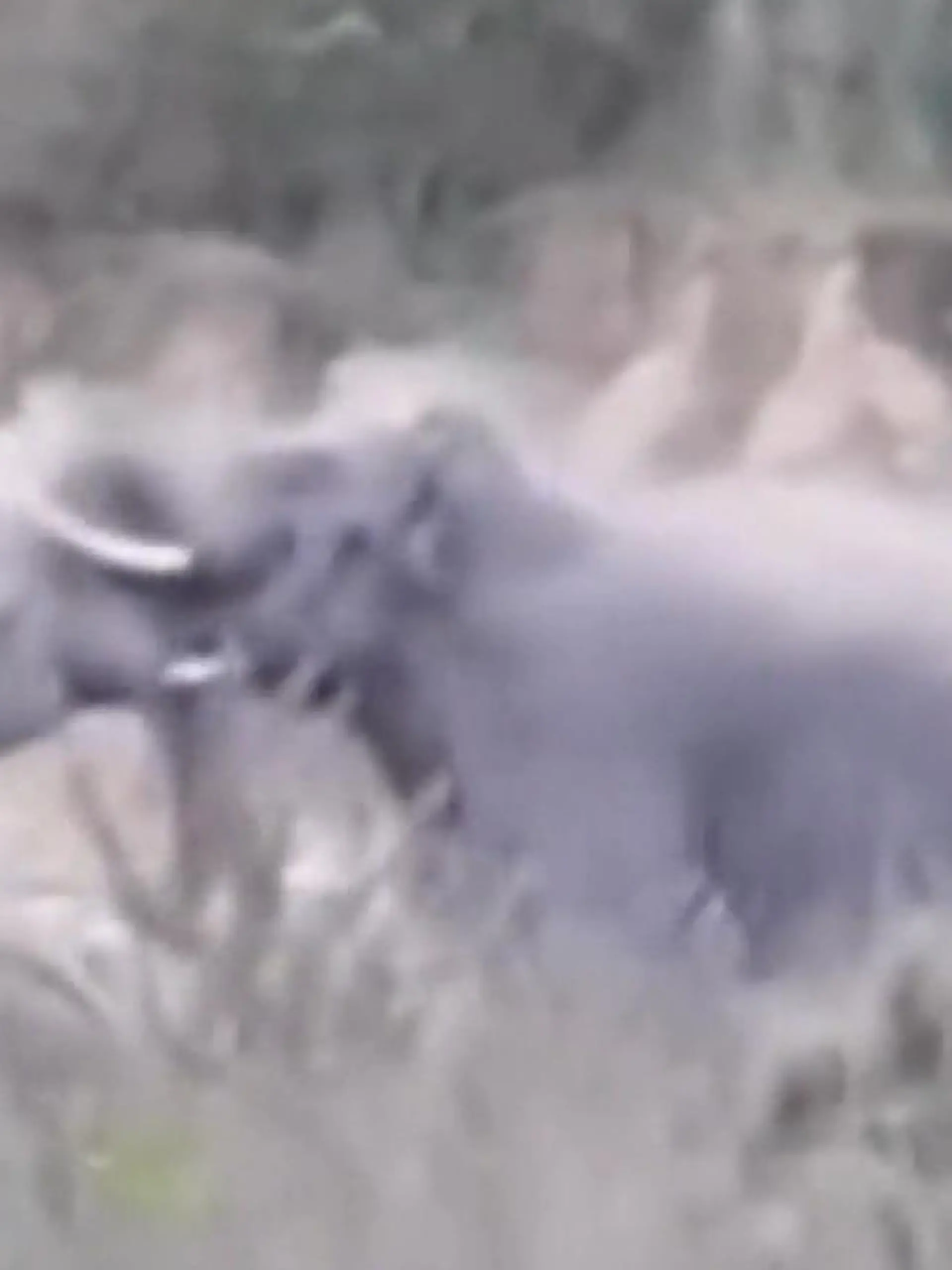 Bild zu: "Kampf der Giganten! Elefant zertrümmert Stoßzahn seines Rivalen"