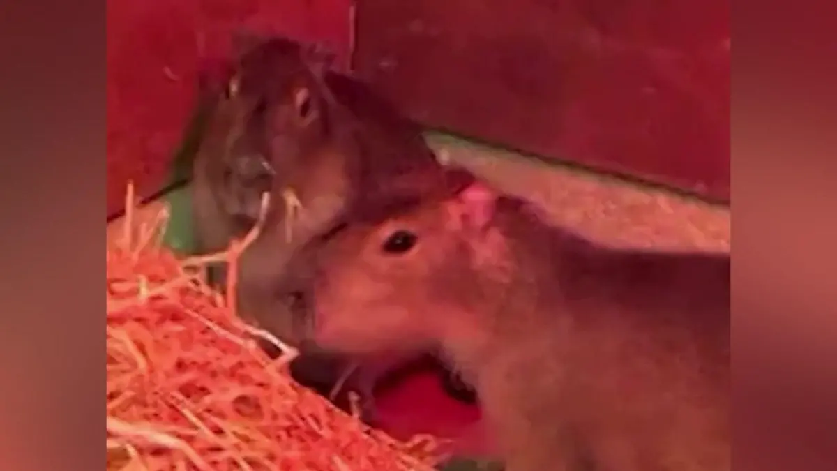Wer hat die kleine Samba gesehen? Junges Capybara aus Zoo geflüchtet Suche mit Drohnen und Hundestaffel
