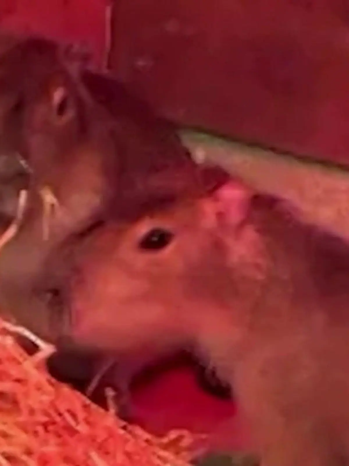 Bild zu: "Wer hat die kleine Samba gesehen? Junges Capybara aus Zoo geflüchtet"