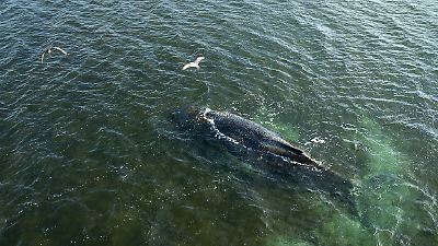 Buckelwal in Ostsee: Zustand gebessert! Tier reagiert auf Boot