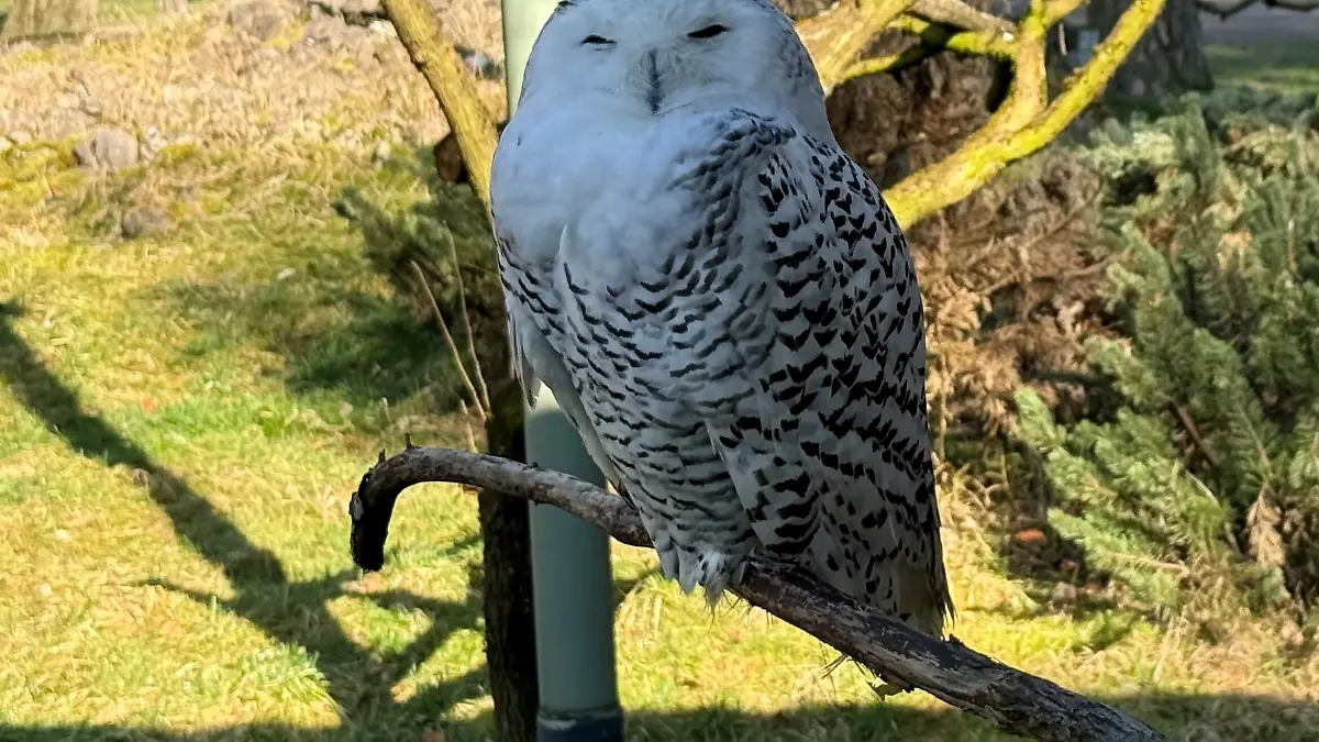 Schnee-Eule (Bubo scandiacus) Kamala sitzt in einer Voliere des Hanauer Wildparks Alte Fasanerie. (zu dpa: «Frühlingsgefühle im Wildpark – nur Eule Sven macht nicht mit») +++ dpa-Bildfunk +++