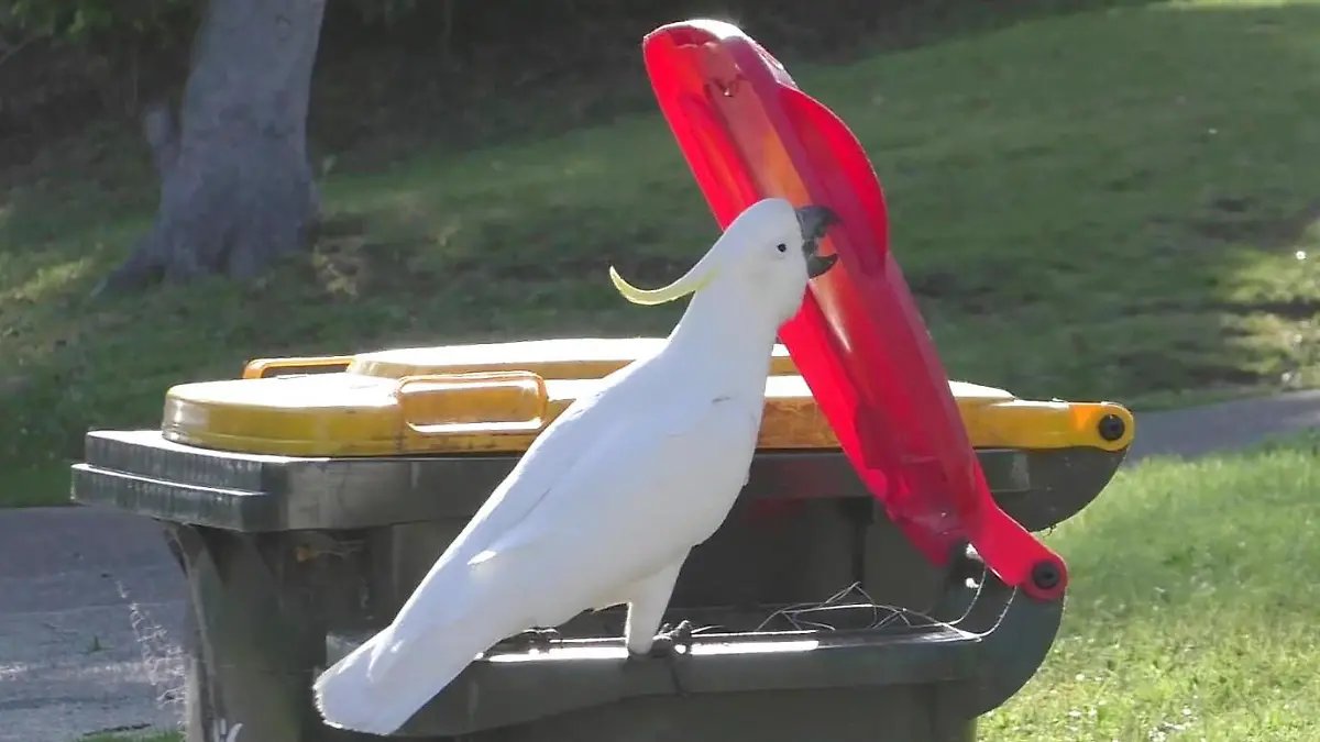 In this 2019 photo provided by researcher Barbara Klump, a sulphur-crested cockatoo opens the lid of a trash can in Sydney, Australia. At the beginning of 2018, researchers received reports from a survey of residents that birds in three Sydney suburbs had mastered the novel foraging technique. By the end of 2019, birds were lifting bins in 44 suburbs. (Barbara Klump/Max Planck Institute of Animal Behavior)