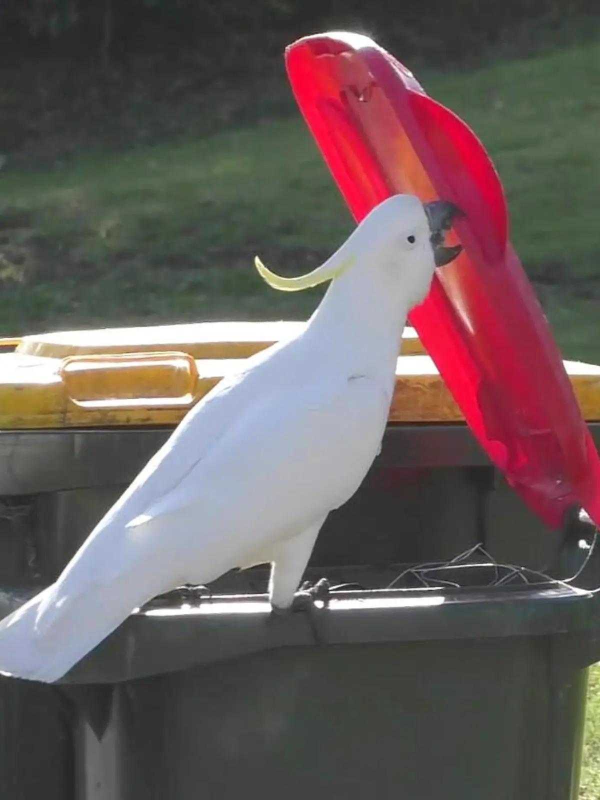 In this 2019 photo provided by researcher Barbara Klump, a sulphur-crested cockatoo opens the lid of a trash can in Sydney, Australia. At the beginning of 2018, researchers received reports from a survey of residents that birds in three Sydney suburbs had mastered the novel foraging technique. By the end of 2019, birds were lifting bins in 44 suburbs. (Barbara Klump/Max Planck Institute of Animal Behavior)